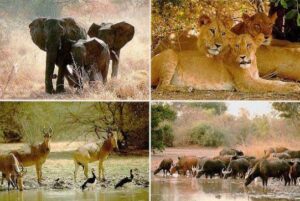 Parc-national-du-Niokolo-Koba-4